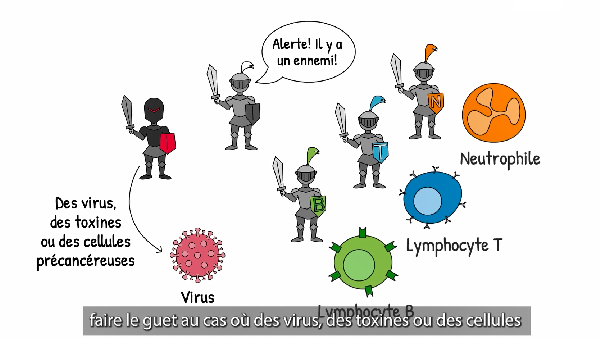 Comment fonctionne<br>le système immunitaire?